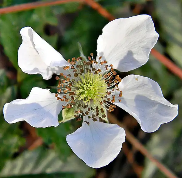 Foto de Rubus trivialis (Rubus trivialiss)