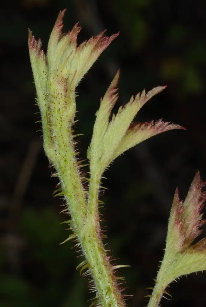 Foto de Rubus trivialis (Rubus trivialiss)
