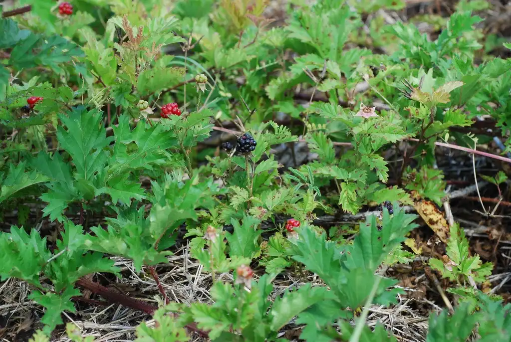 Foto de Rubus trivialis - (Harlingen, TX)-Mid Spring:Douglas Goldman, USDA
