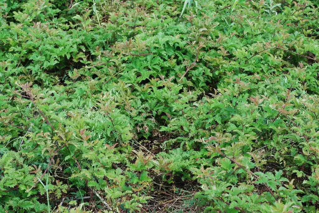 Foto de Rubus trivialis - (Harlingen, TX)-Mid Spring:Douglas Goldman, USDA