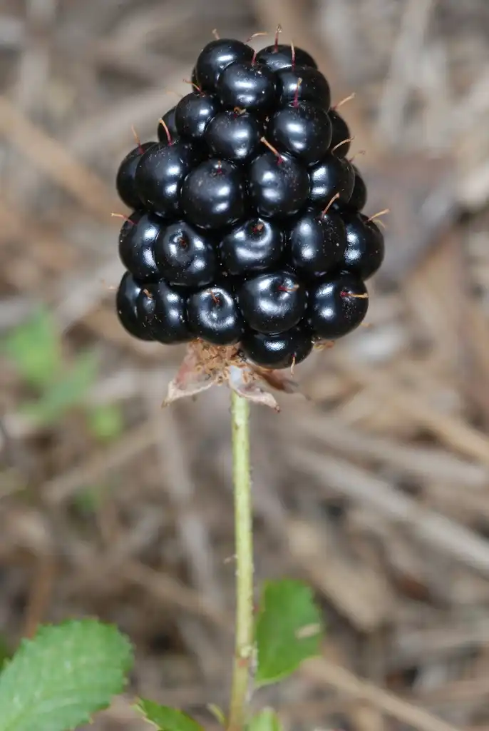 Foto de Rubus trivialis - (McIntosh County, GA)-Mid Spring:Douglas Goldman, USDA