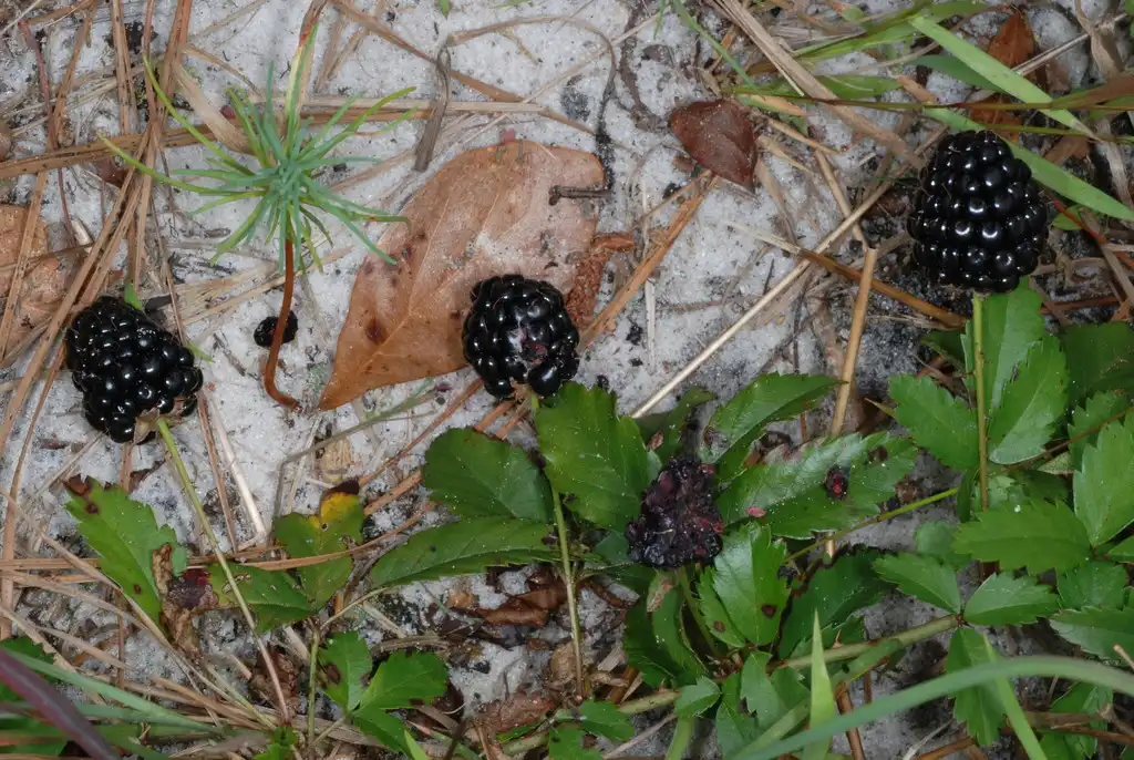 Foto de Rubus trivialis - (McIntosh County, GA)-Mid Spring:Douglas Goldman, USDA