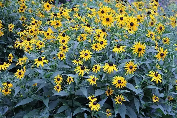 Foto de Rudbeckia fulgida (Rudbeckia fulgidas)