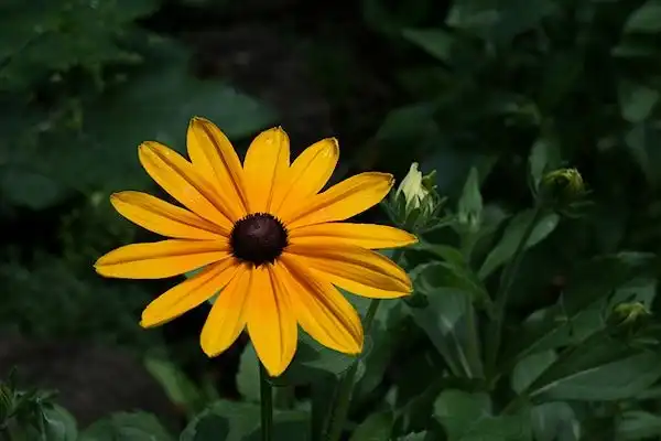 Foto de Rudbeckia fulgida (Rudbeckia fulgidas)