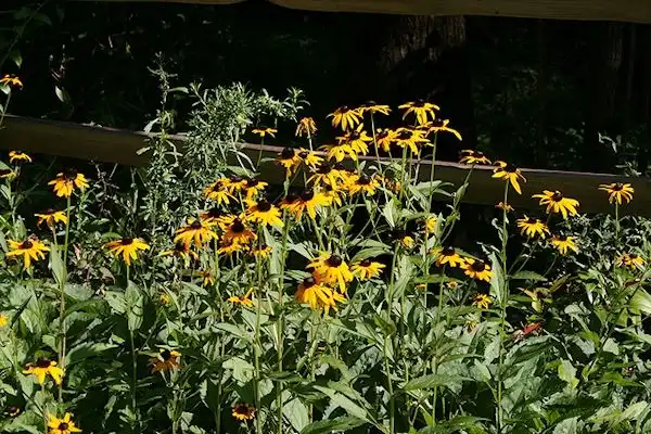 Foto de Rudbeckia fulgida - Form:Lucy Bradley