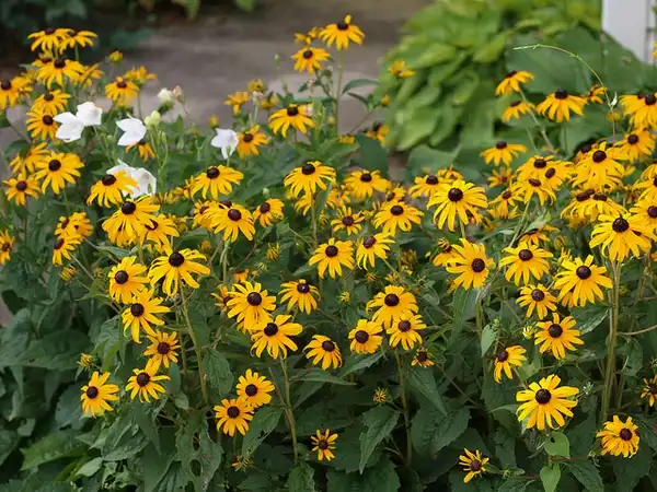 Foto de Rudbeckia fulgida - R. fulgida mature clump in bloom:F. D. Richards