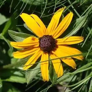 Foto de Rudbeckia fulgida - R. fulgida bloom detail:Debbie Roos