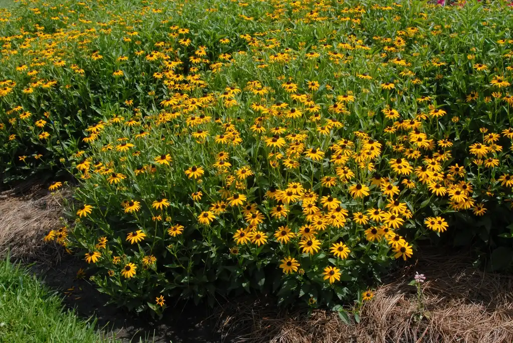Foto de Rudbeckia fulgida - 'Early Bird Gold' Flower Form:Jim Robbins