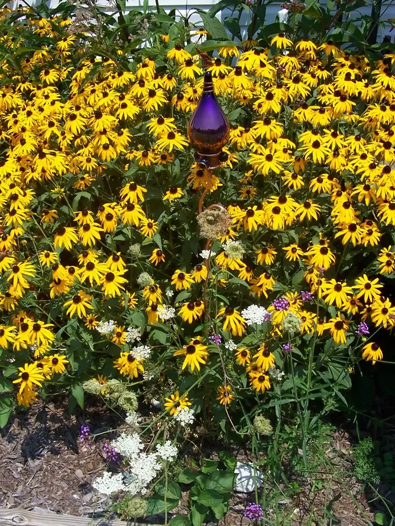Foto de Rudbeckia fulgida - 'Goldsturm' Blooms (McDowell County,NC)-Late Summer:Eva Munday