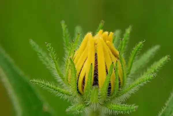Photo of Rudbeckia hirta (Rudbeckia hirtas)
