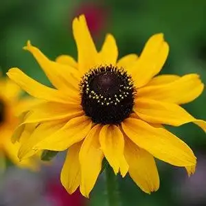 Photo of Rudbeckia hirta (Rudbeckia hirtas)