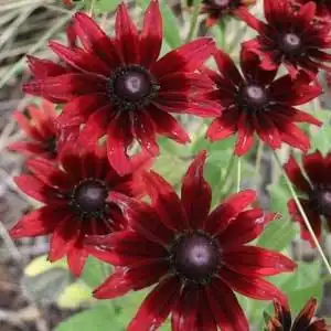 Photo of Rudbeckia hirta - R. hirta 'Cherry Brandy':Debbie Roos