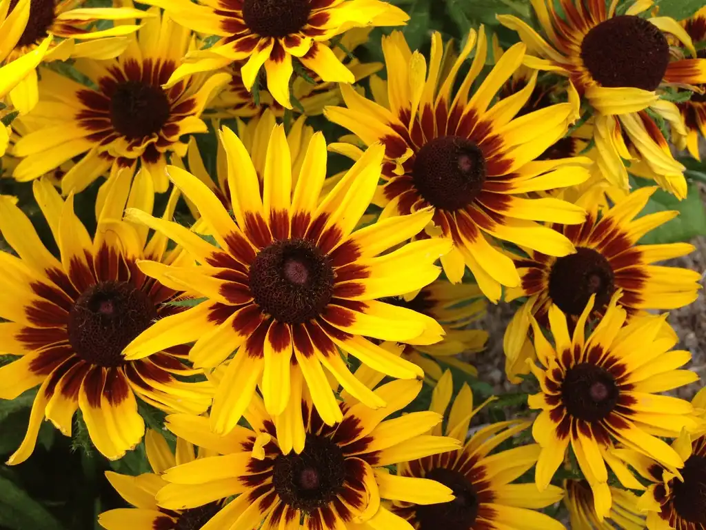 Photo of Rudbeckia hirta - Rudbeckia Denver Daisy:Bernadette Clark