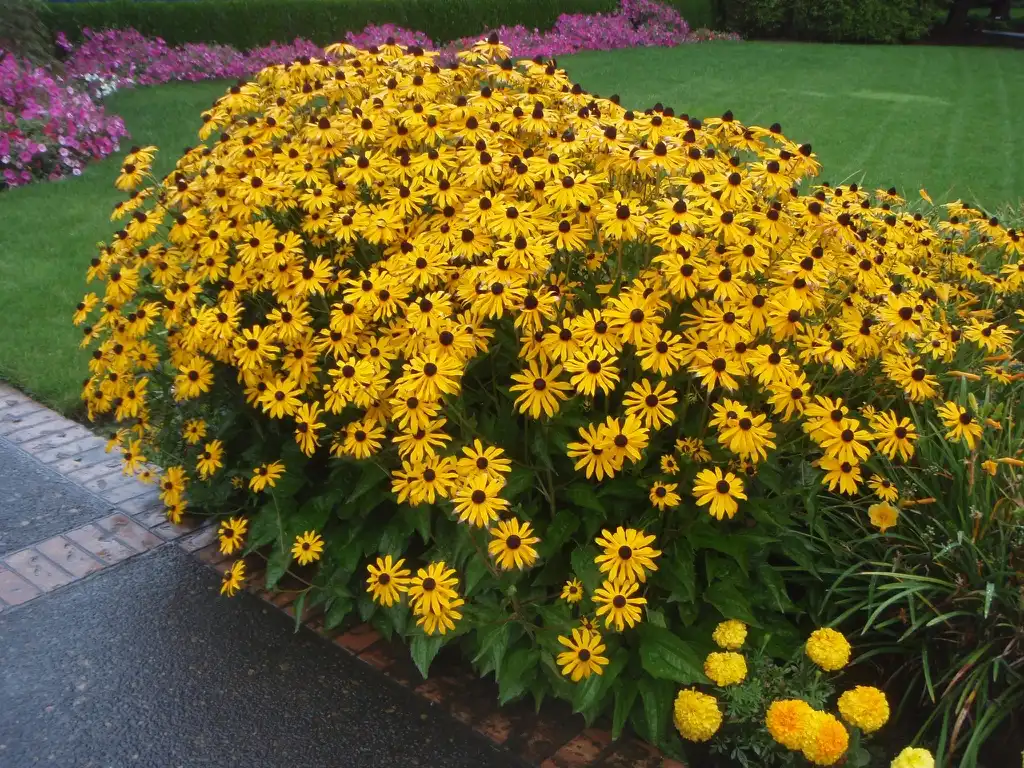 Photo of Rudbeckia hirta - Full Form:Jim Robbins