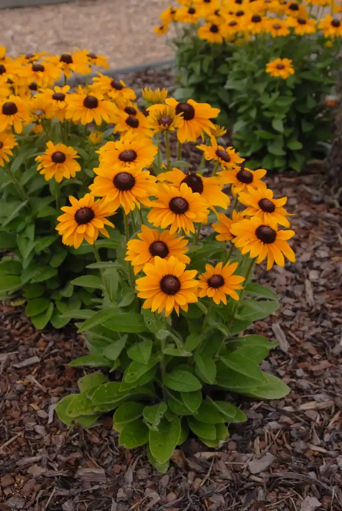 Photo of Rudbeckia hirta - 'Tiger Eye Gold' Flower Form:Jim Robbins