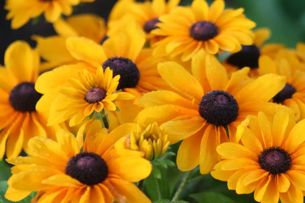 Photo of Rudbeckia hirta - Flower Close-up (Cleveland County,NC)-Summer:Dotty Leatherwood