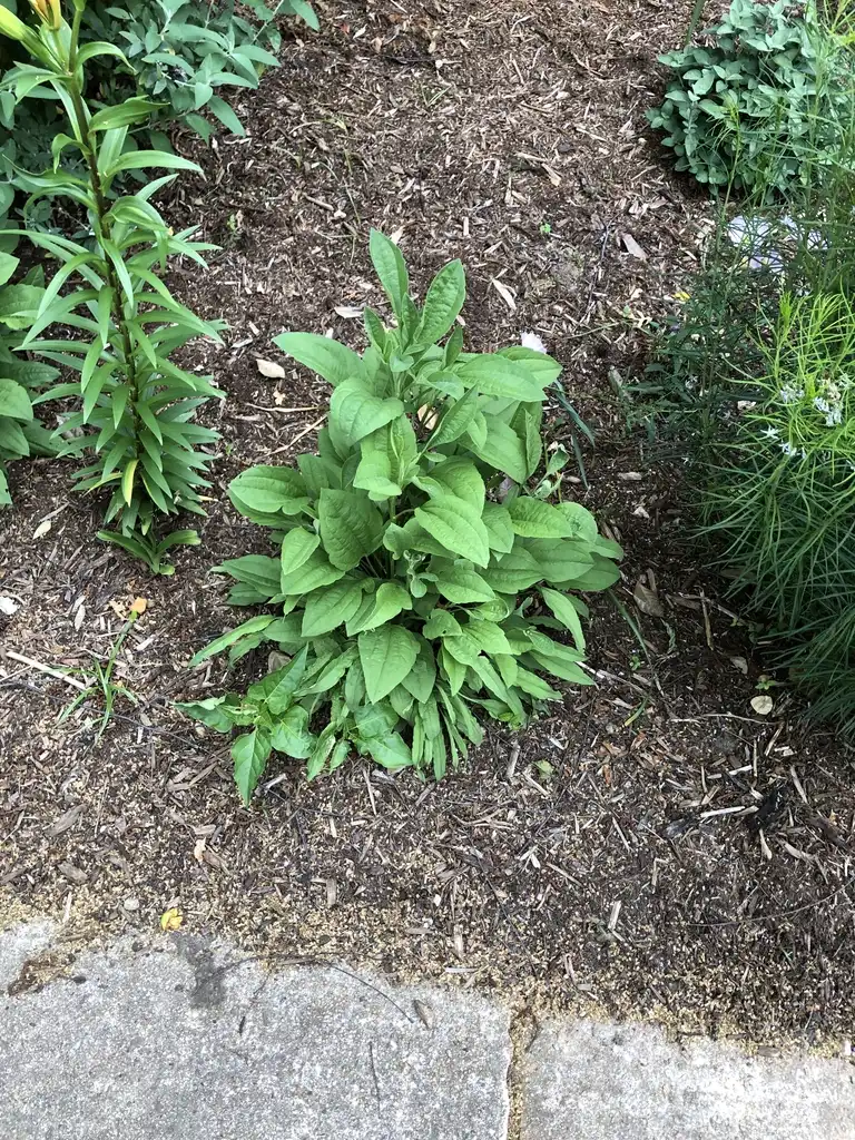 Photo of Rudbeckia hirta - Form (Wake County,NC)-Spring:Cathy Dewitt