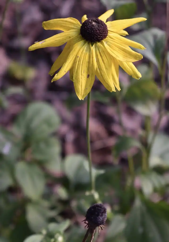 Photo of Rudbeckia hirta - Flower (Wake County, NC)-Fall:Cathy Dewitt