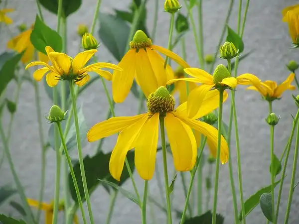 Фото Rudbeckia laciniata (Rudbeckia laciniatas)