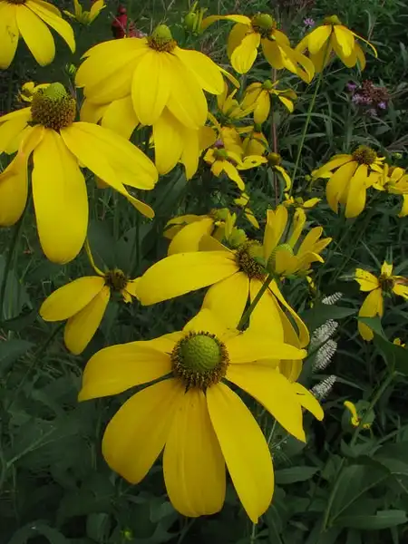 Фото Rudbeckia laciniata (Rudbeckia laciniatas)