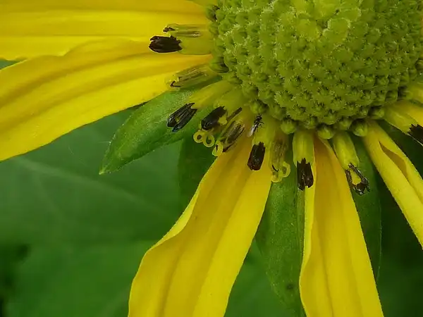 Фото Rudbeckia laciniata - Ray flowers:Eleanor