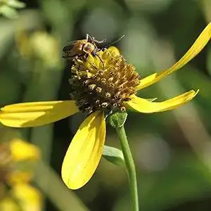 Фото Rudbeckia laciniata - Flower head detail:Debbie Roos