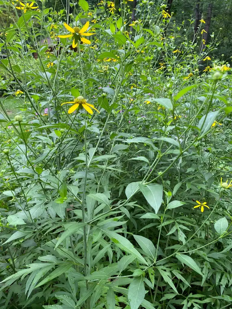 Фото Rudbeckia laciniata - Tall plant:Kathy Sill