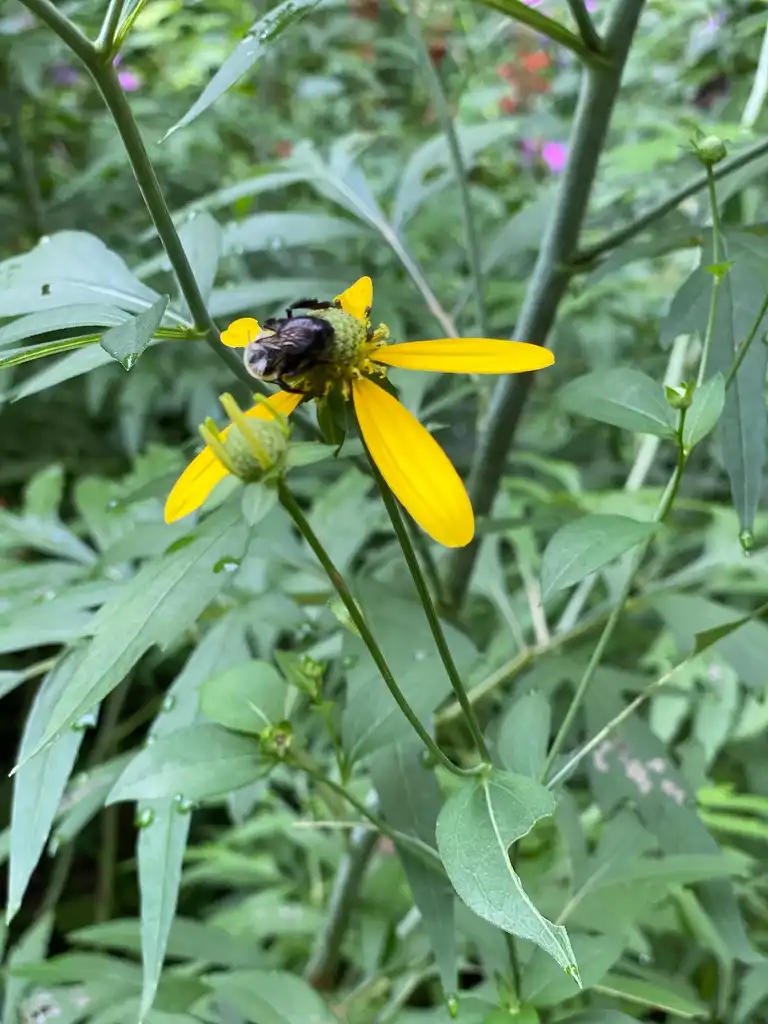Фото Rudbeckia laciniata - Bloom:Kathy Sill