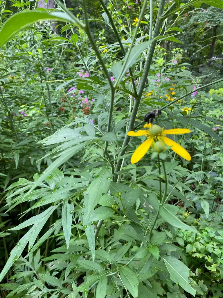 Фото Rudbeckia laciniata - Another view:Kathy Sill