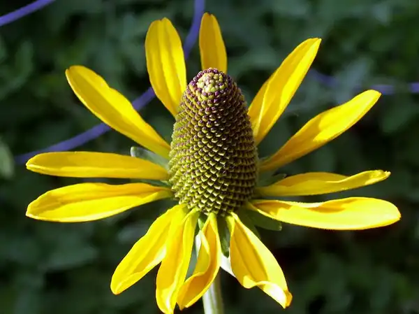 Foto de Rudbeckia maxima (Rudbeckia maximas)
