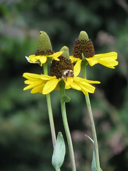 Foto de Rudbeckia maxima (Rudbeckia maximas)