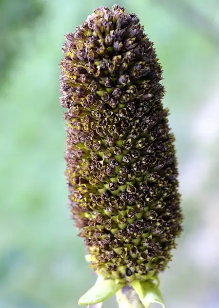Foto de Rudbeckia maxima - :Gwendolyn Stansbury