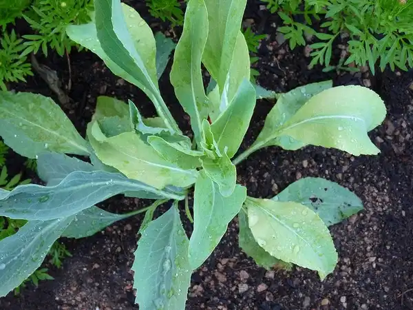 Foto de Rudbeckia maxima - :Gwendolyn-Stansbury