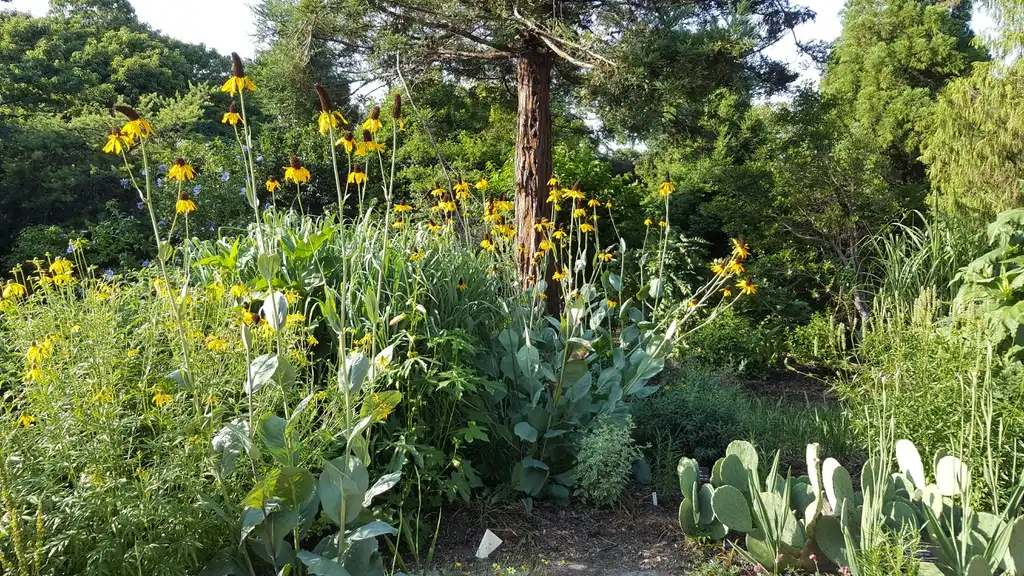 Foto de Rudbeckia maxima - Rudbeckia maxima in the garden:Lucy Bradley