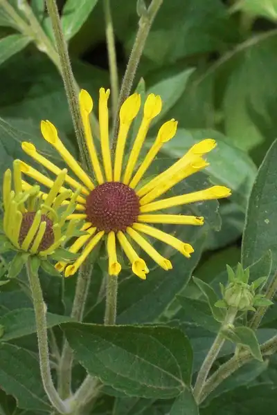 Photo of Rudbeckia subtomentosa (Rudbeckia subtomentosas)