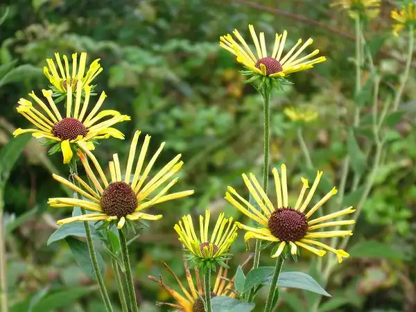 Photo of Rudbeckia subtomentosa (Rudbeckia subtomentosas)