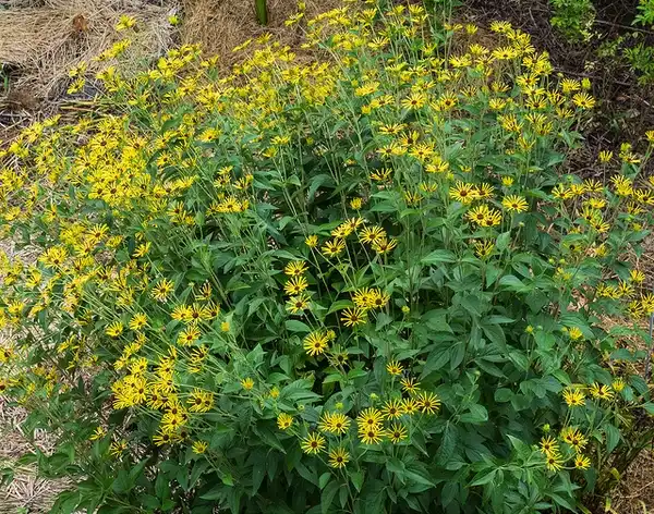 Photo of Rudbeckia subtomentosa - :F. D. Richards