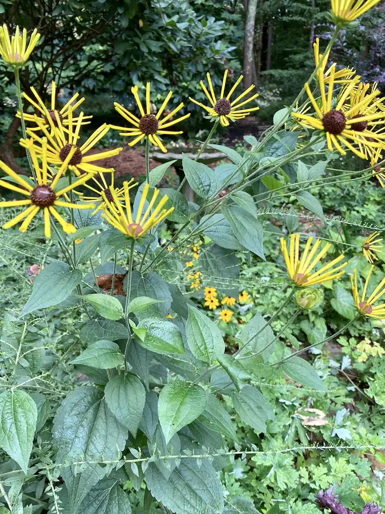 Photo of Rudbeckia subtomentosa - Blooms:Kathy Sill