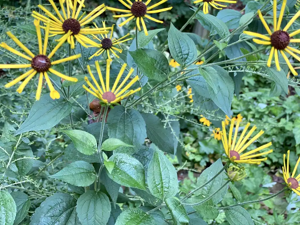 Photo of Rudbeckia subtomentosa - Stems:Kathy Sill