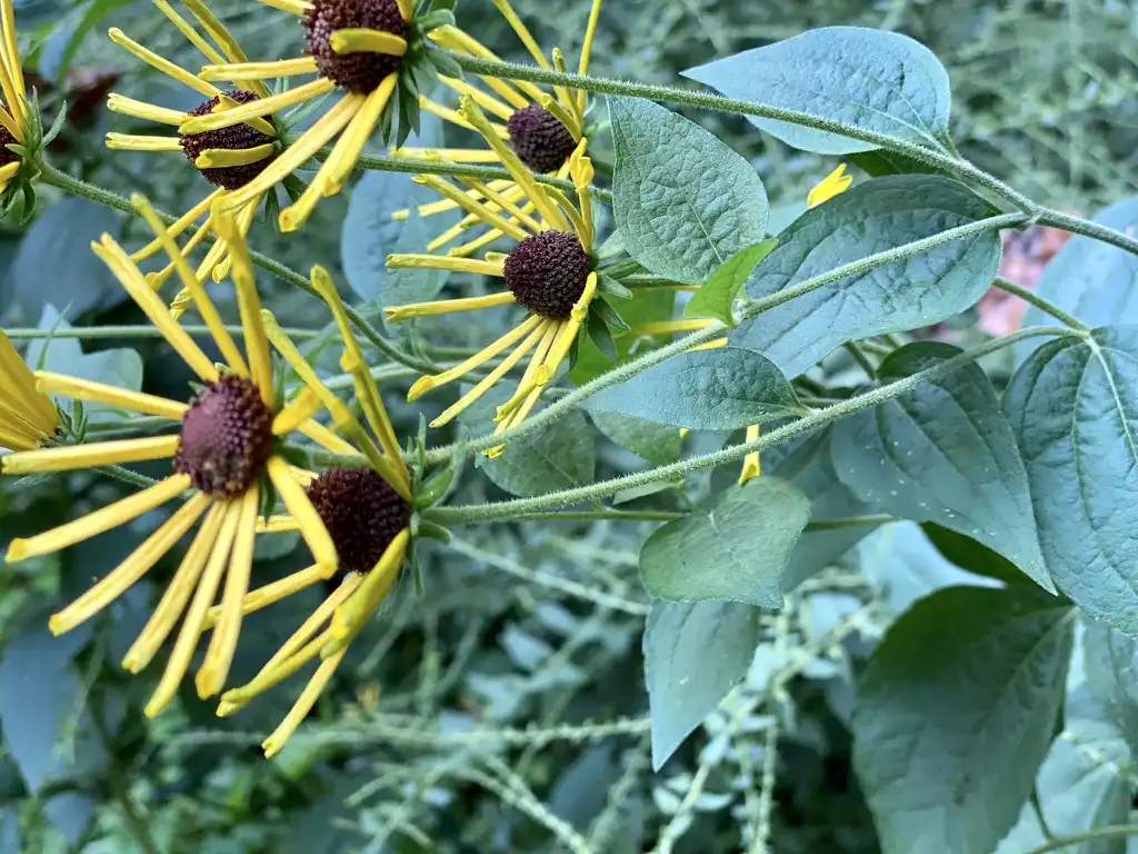 Photo of Rudbeckia subtomentosa - Close up:Kathy Sill