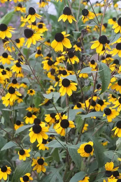 Фото Rudbeckia triloba (Rudbeckia trilobas)