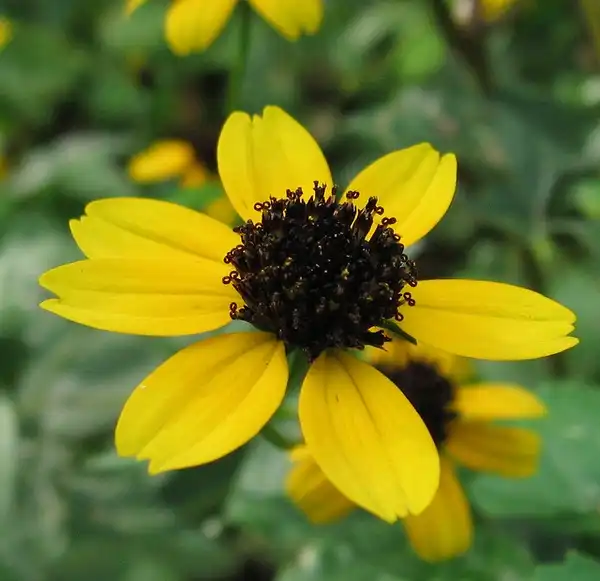 Фото Rudbeckia triloba (Rudbeckia trilobas)