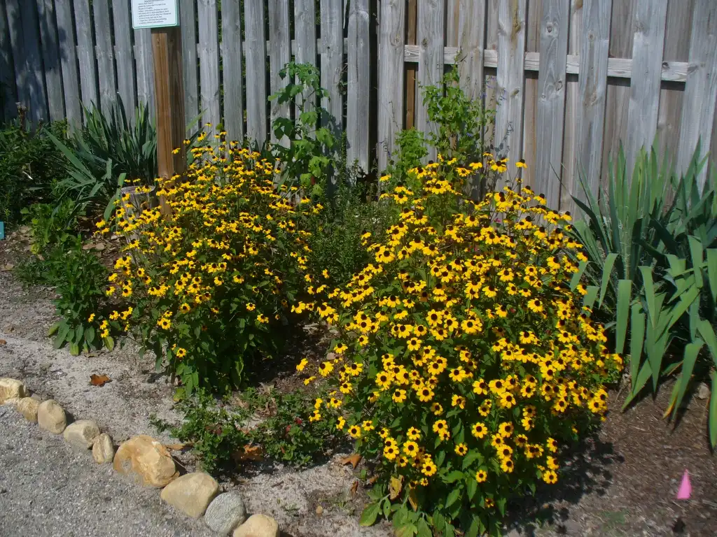 Фото Rudbeckia triloba - form in Moore County in summer:Susan Strine