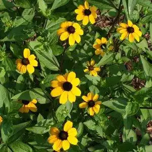 Фото Rudbeckia triloba - Form:Debbie Roos