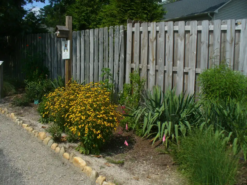Фото Rudbeckia triloba - in the landscape with Yucca filamentosa (summer in Moore county):Susan Strine