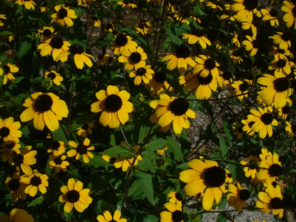 Фото Rudbeckia triloba - in summer in Moore county: close up of flowers and leaves:Susan Strine