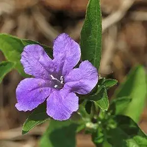 Фото Ruellia caroliniensis (Ruellia caroliniensiss)
