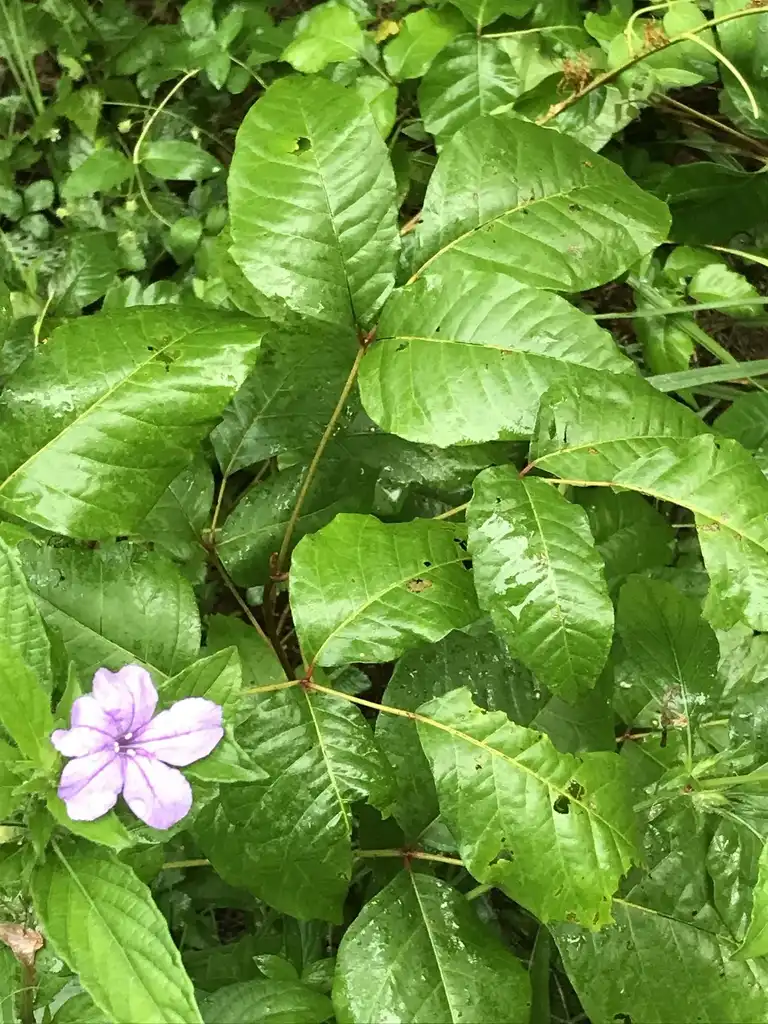 Фото Ruellia caroliniensis (Ruellia caroliniensiss)