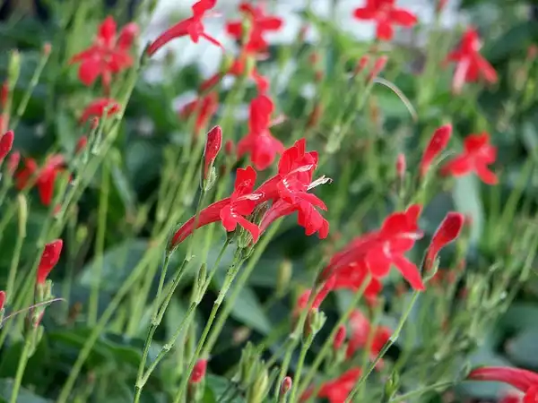 Photo of Ruellia elegans (Ruellia eleganss)