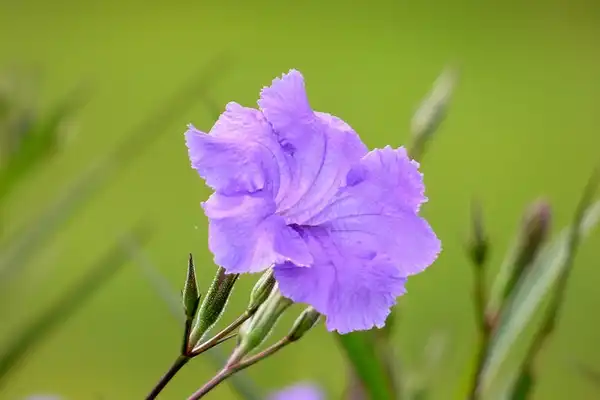 Foto de Ruellia simplex (Ruellia simplexs)